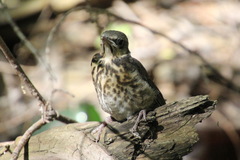 Turdus pilaris