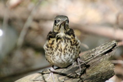 Turdus pilaris