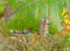 Lophocampa
