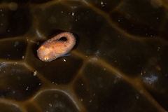 Liparis mucosus