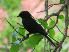 Melaenornis pammelaina ater