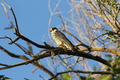 Falco amurensis