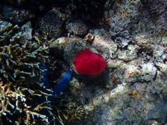 Hexabranchus sanguineus