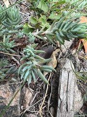 Petrosedum