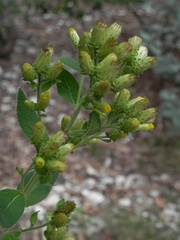 Pentanema squarrosum