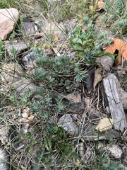 Petrosedum