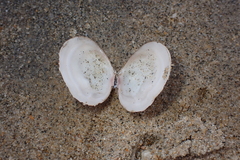 Heterodonax pacificus