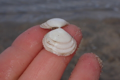 Heterodonax pacificus