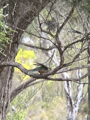 Platycercus icterotis