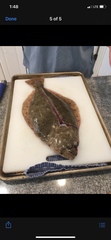 Paralichthys californicus