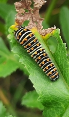 Papilio polyxenes asterius