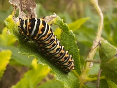 Papilio polyxenes asterius