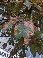 Cameraria ohridella