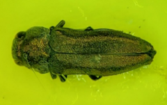 Agrilus