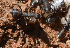 Iberoformica subrufa