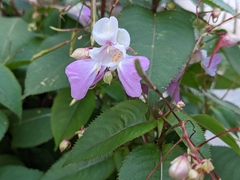 Impatiens balfourii