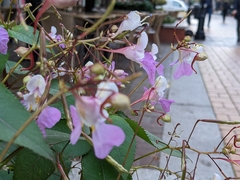 Impatiens balfourii