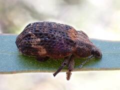 Oxyops fasciatus