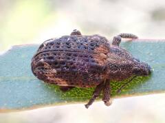 Oxyops fasciatus
