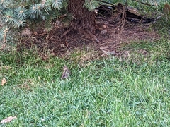 Passer domesticus