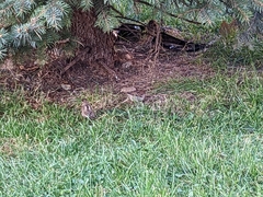 Passer domesticus