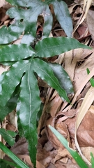 Leptochilus ellipticus