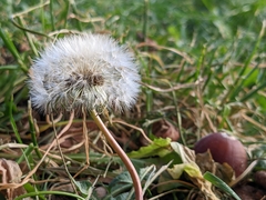 Taraxacum officinale