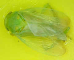 Batracomorphus allionii