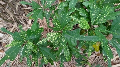 Codiaeum variegatum pictum