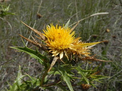Carlina corymbosa