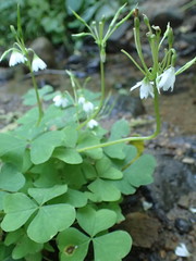 Oxalis trilliifolia