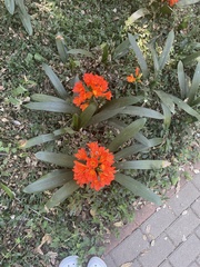 Clivia miniata miniata