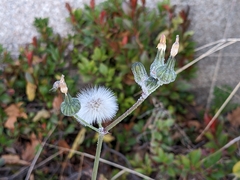 Sonchus oleraceus