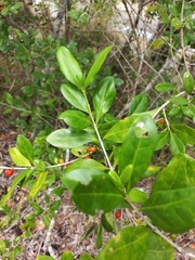 Cyclophyllum coprosmoides