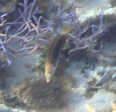 Halichoeres podostigma