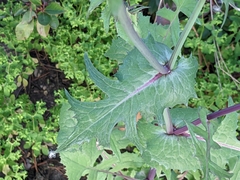 Sonchus oleraceus