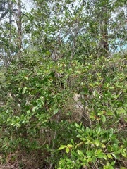 Cyclophyllum coprosmoides