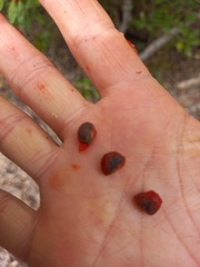 Cyclophyllum coprosmoides