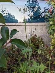 Sonchus oleraceus