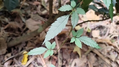 Causonis corniculata