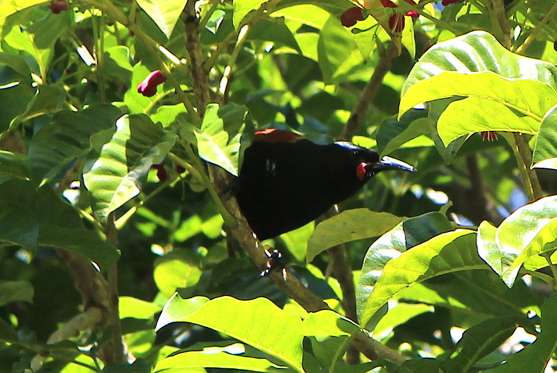 North Island Saddleback illustration