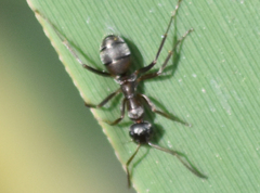 Formica cinerea