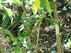 Anthornis melanura melanura