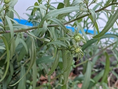 Asteraceae