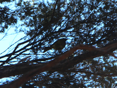 Anthornis melanura melanura