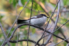 Ficedula hypoleuca