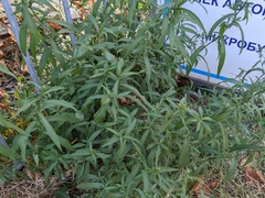 Asteraceae