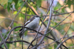 Ficedula hypoleuca