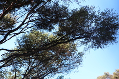 Anthornis melanura melanura