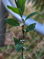 Polygonum